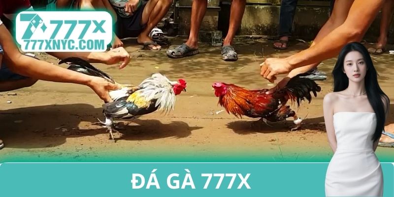 Đá gà 777X