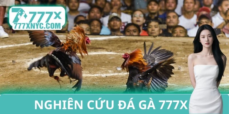 Nghiên cứu đá gà 777X